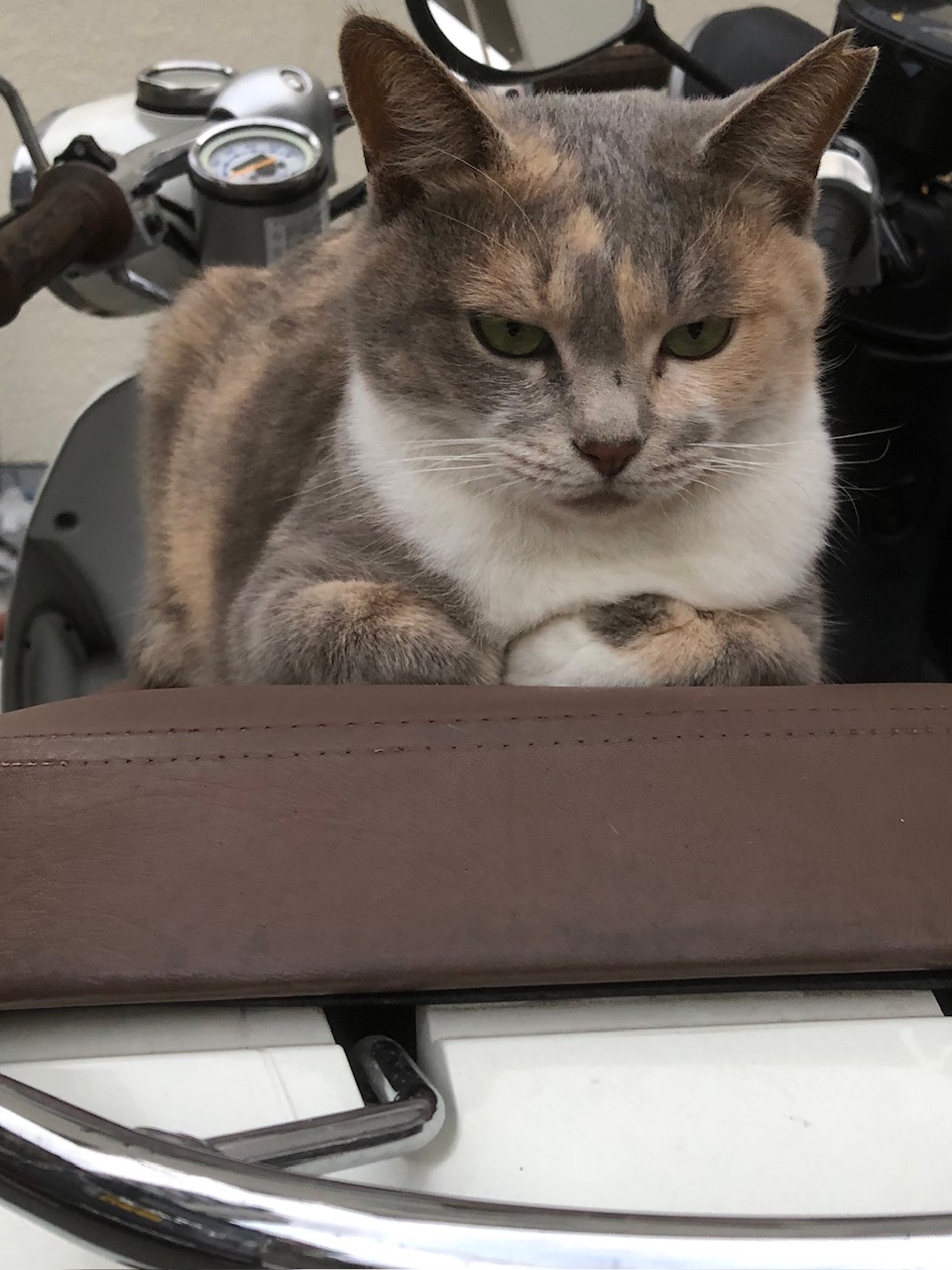 neko107